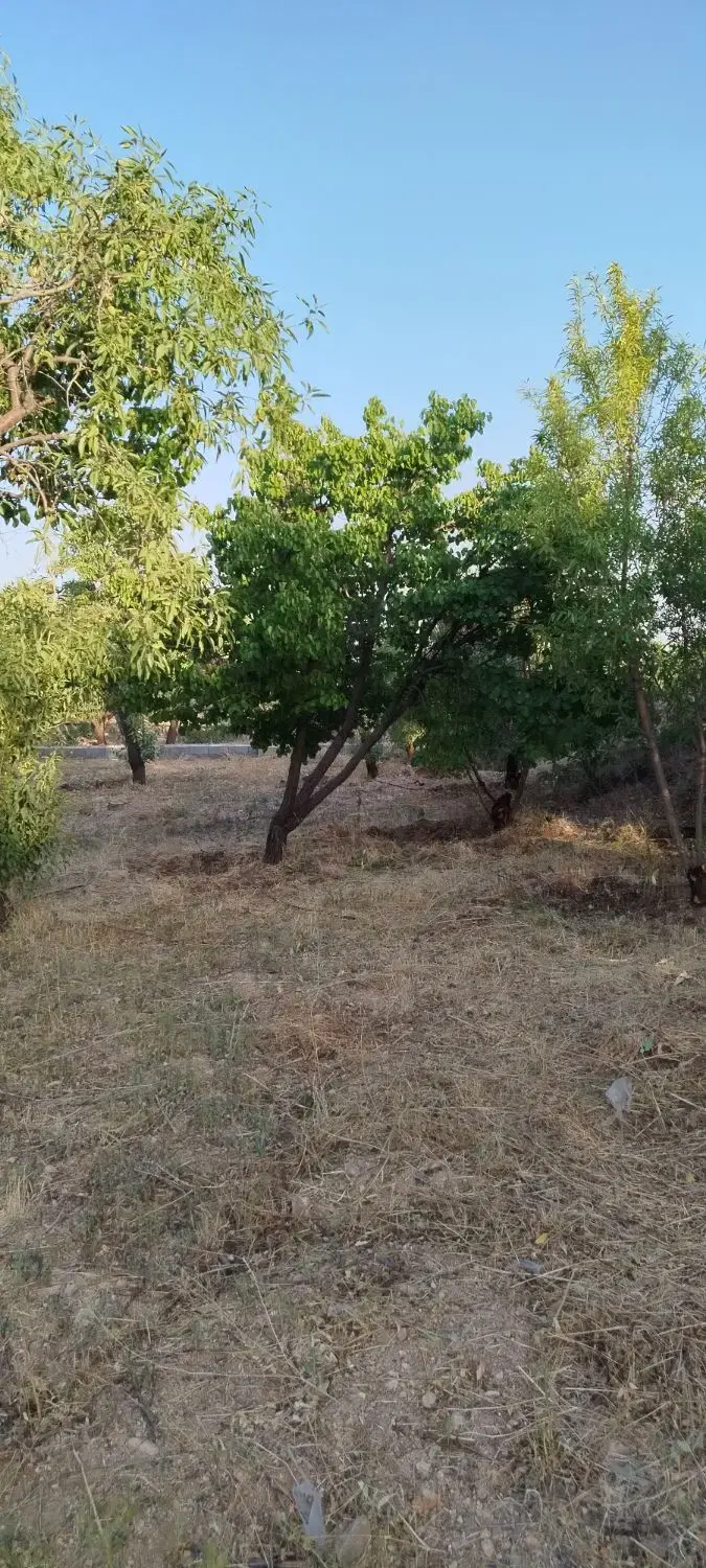 زمینهای کشاورزی شوراب صغیر پل زمانخان