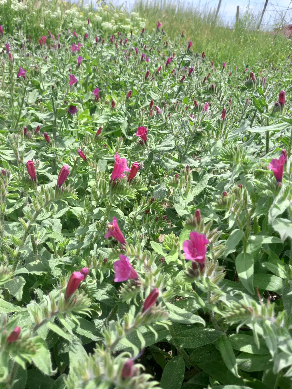 زمین برای رستوران وسفره خونه معاوضه با ملک مسکونی