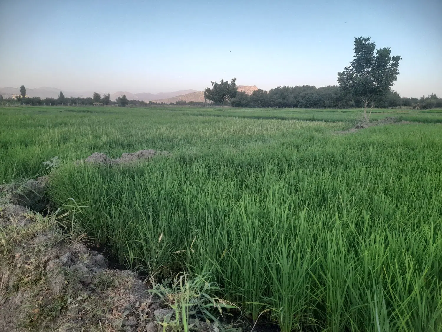 زمین کشاورزی  دشت کانی سانان