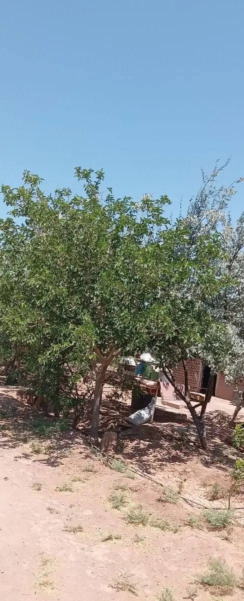 فروش باغ پسته