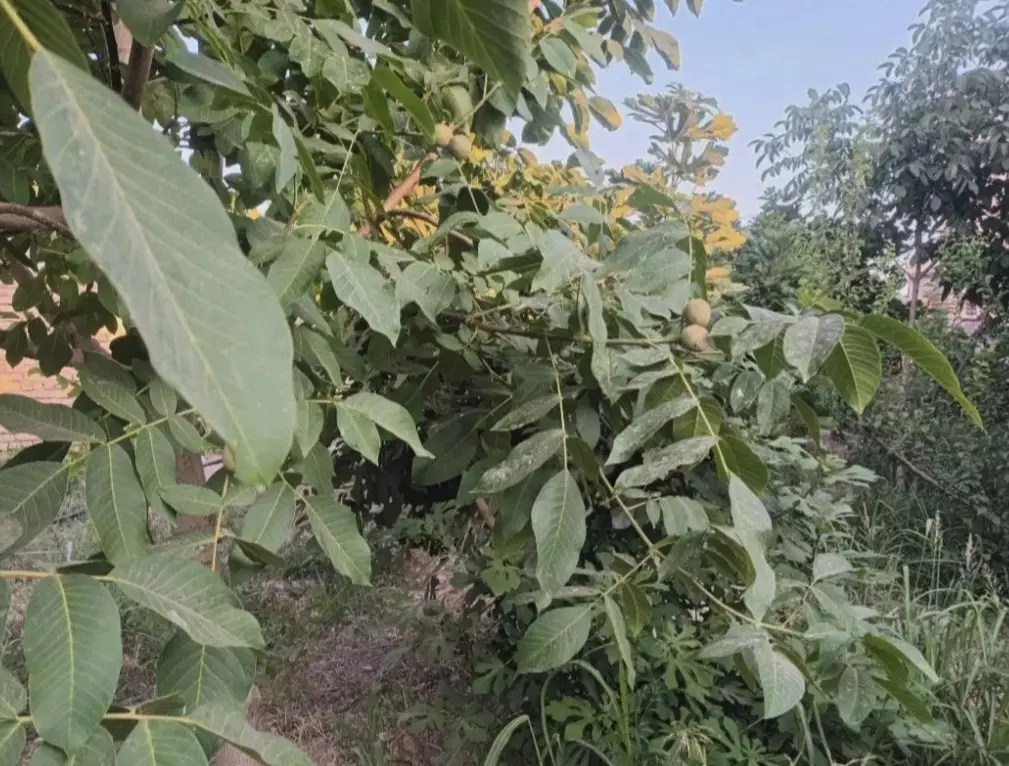 زمین مسکونی داخل بافت