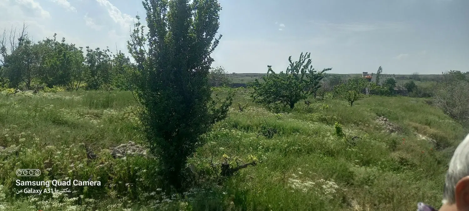 فروش باغ انگور وزمین کشاورزی