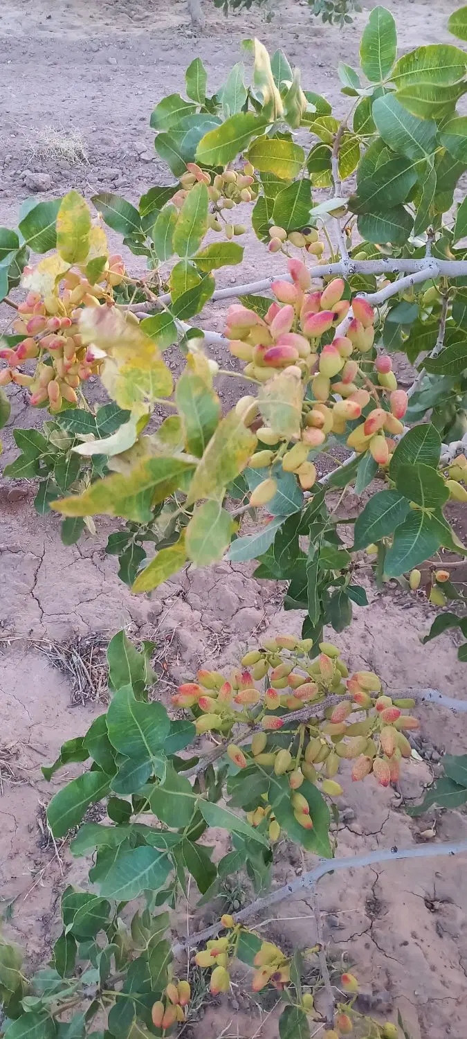 ۳ ساعت اب و باغ
