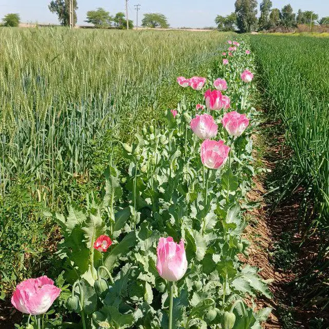 زمین کشاورزی