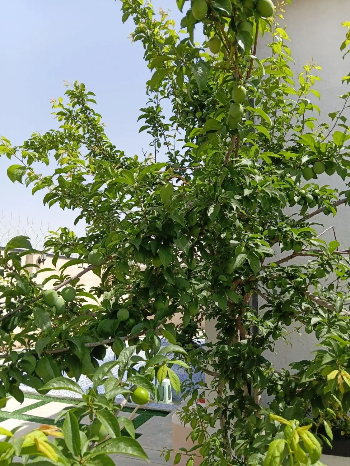 کاهو زمین ، مجتمع چمن ارا