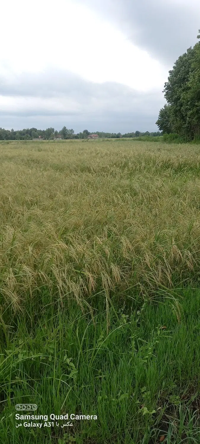 شالیزارفروش