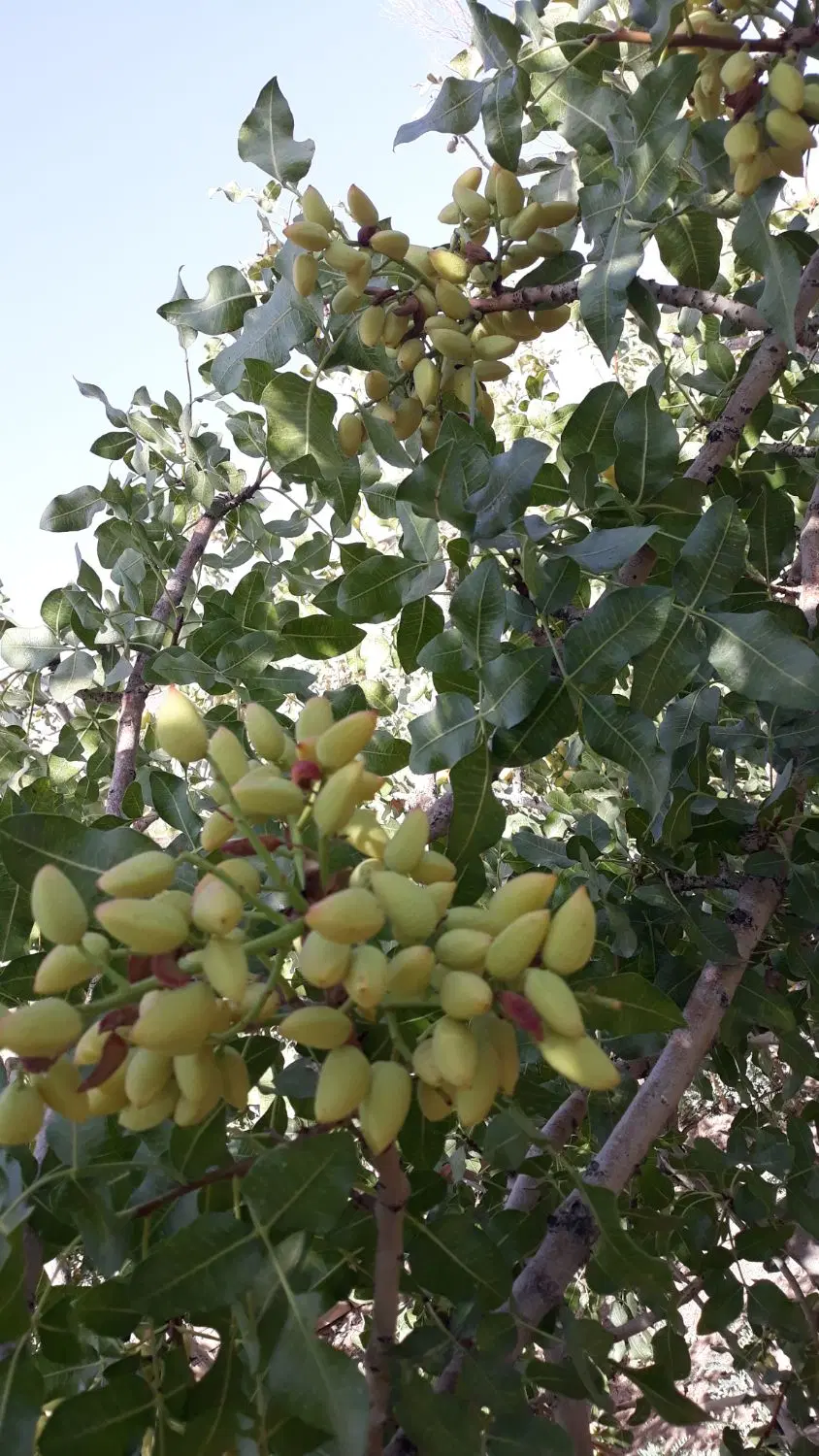 خانه باغ