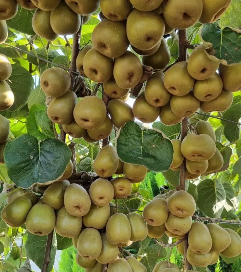 باغ کیوی ۴۰۰۰متری کاربری مسکونی برای ویلاسازی شمال