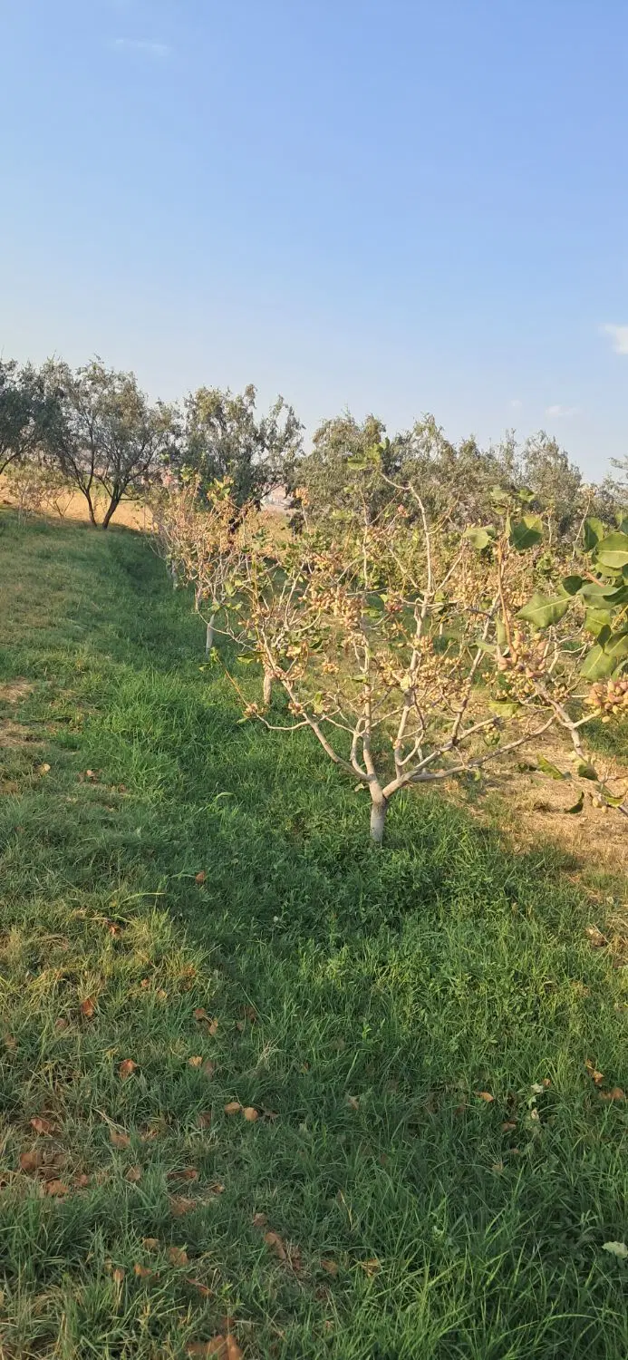 اجاره محصول باغ پسته