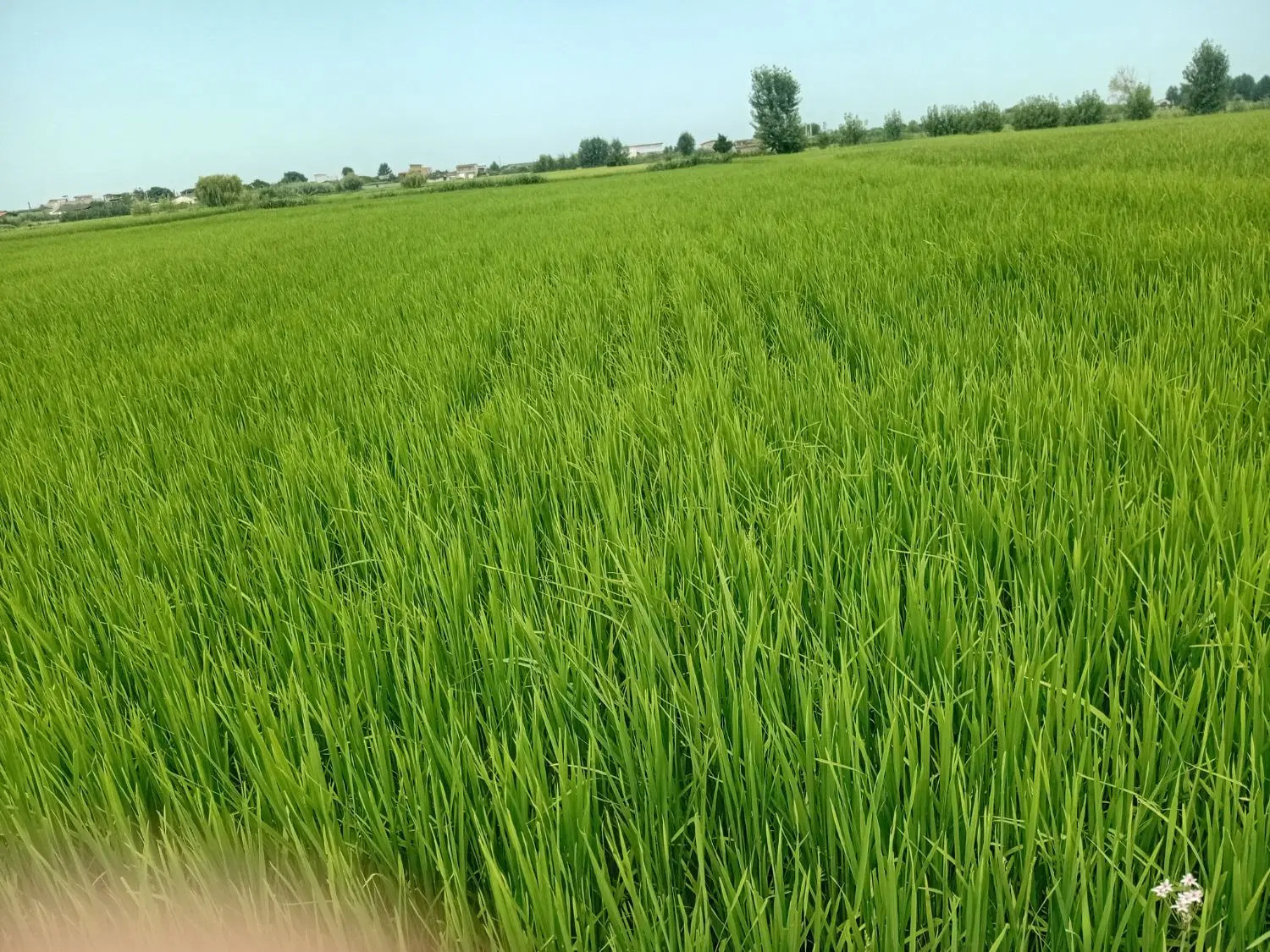 زمین شالیزار جاده گلماصاحبی