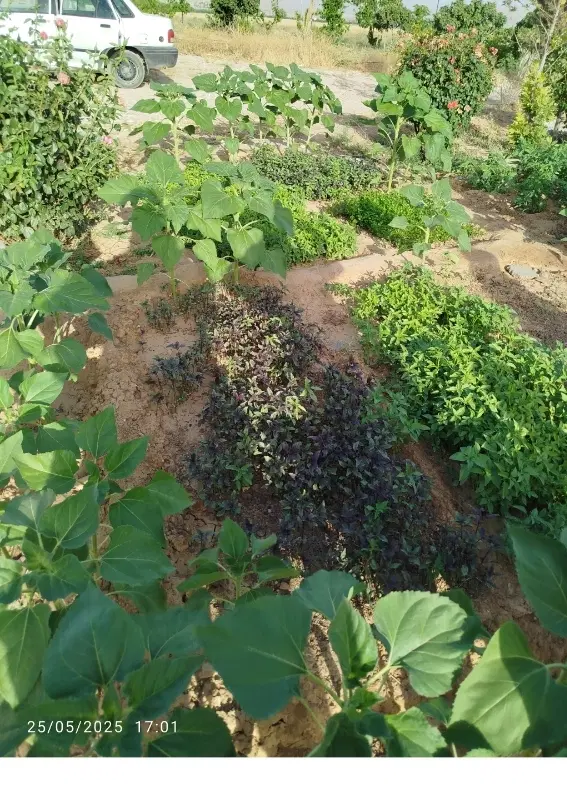 باغ گچویه
