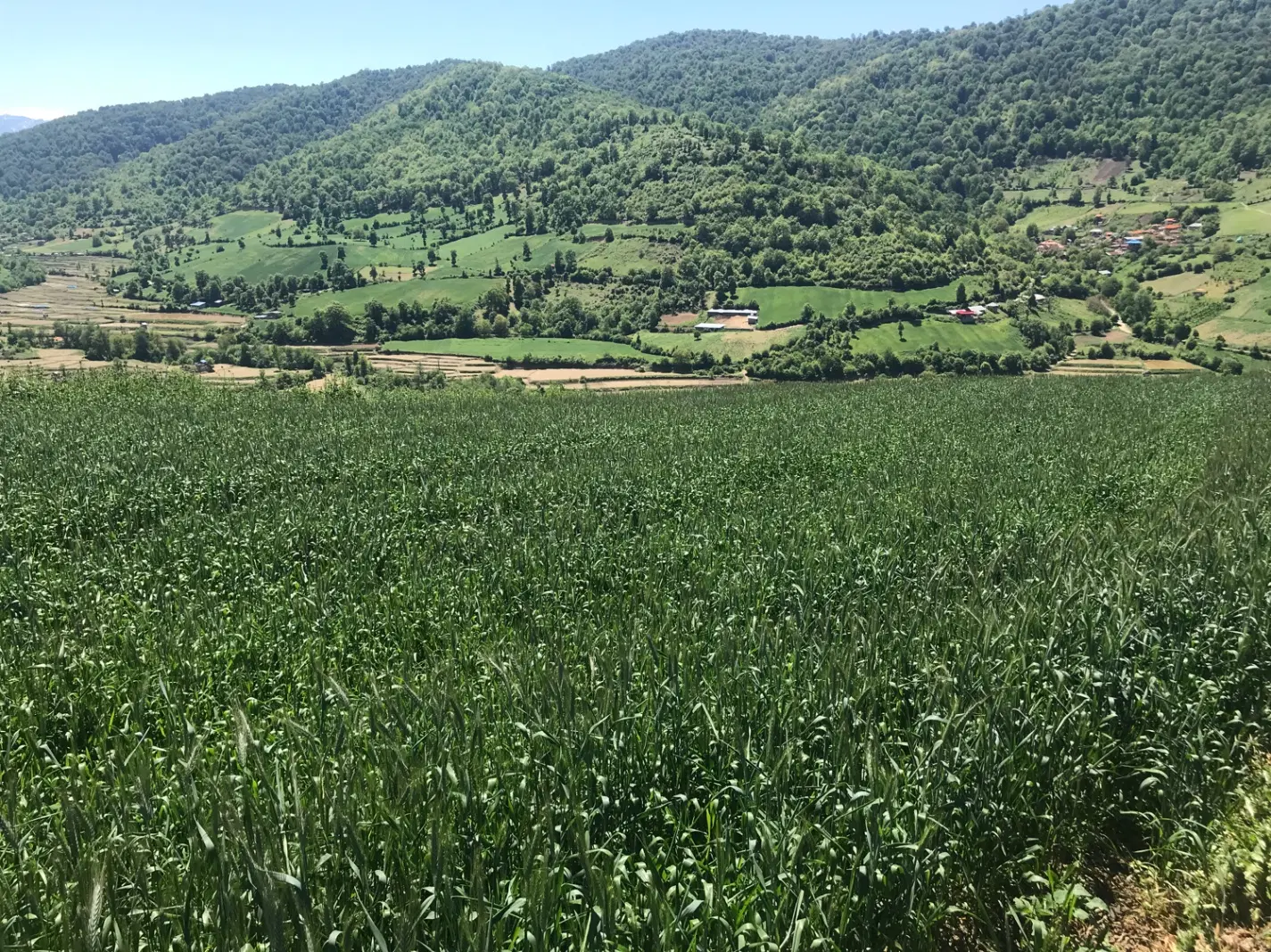 زمین کشاورزی