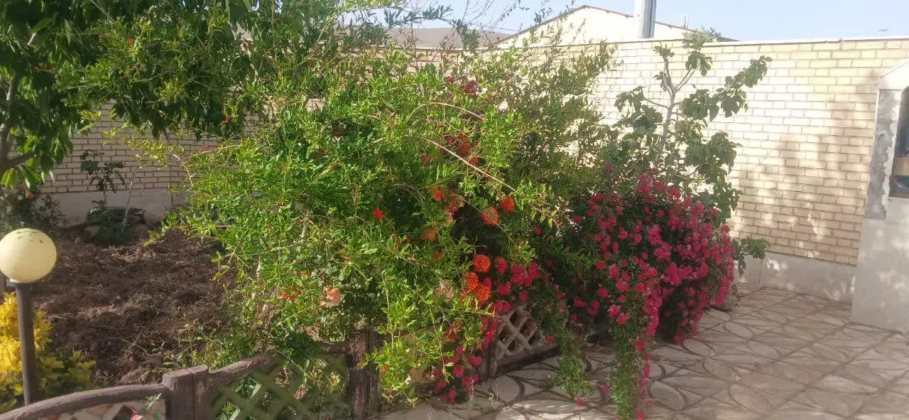 خونه ومغازه تجاری بر رنگرزها