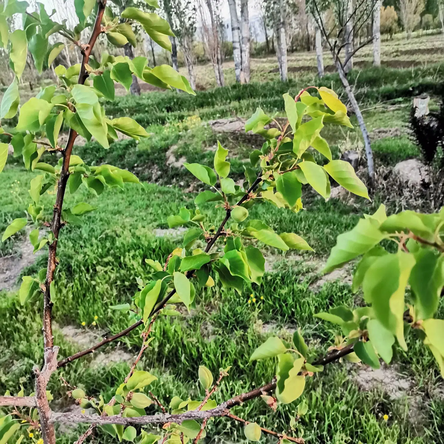 زمین باغی