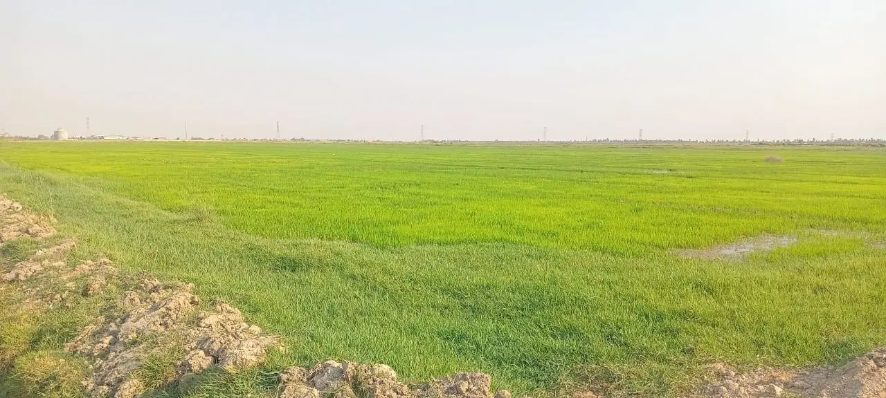 چند مورد زمین کشاورزی برای فروش