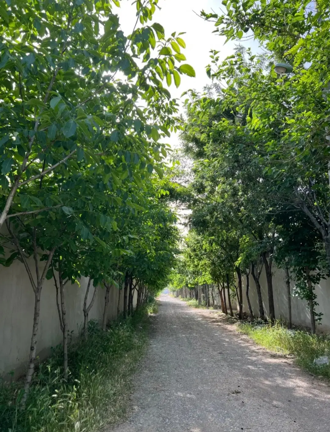 زمین مسکونی خیابان ستاره