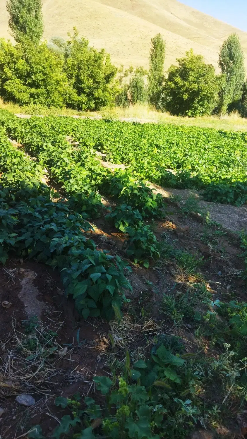 سلام زمین مسکونی انتهای ۲_۱۹بهاران دوکله
