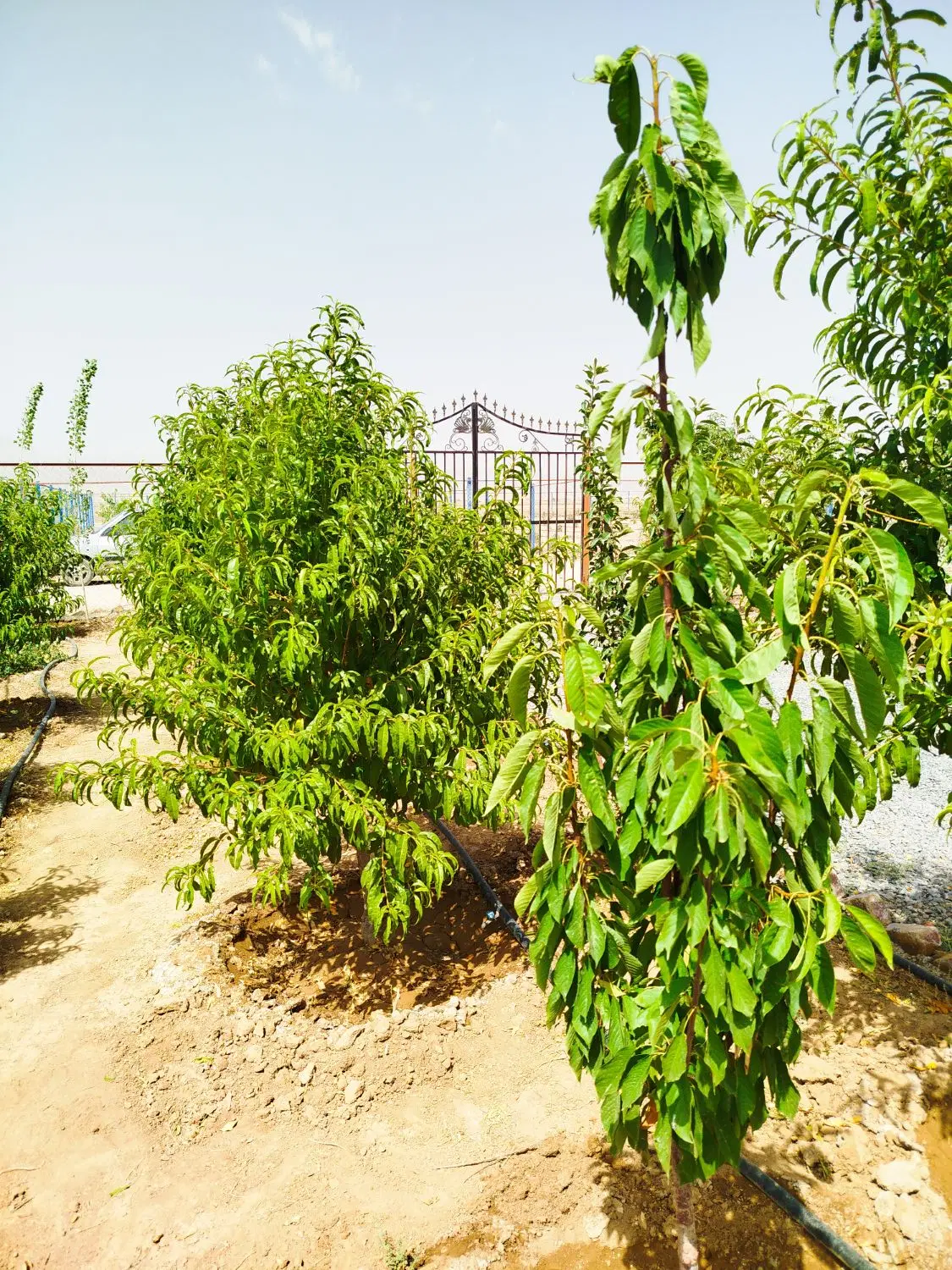 باغ فروش یا معاوضه