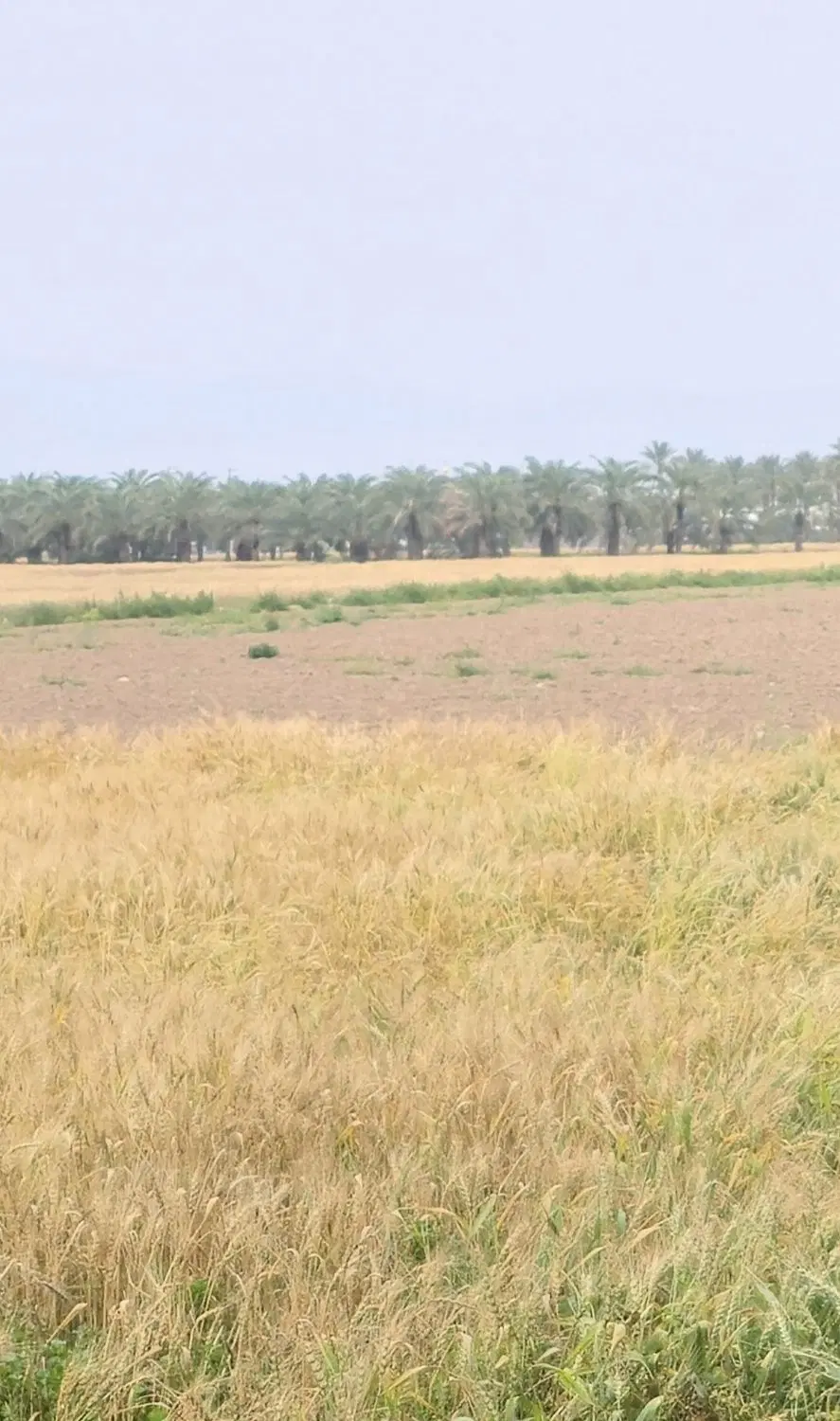 زمین کشاورزی