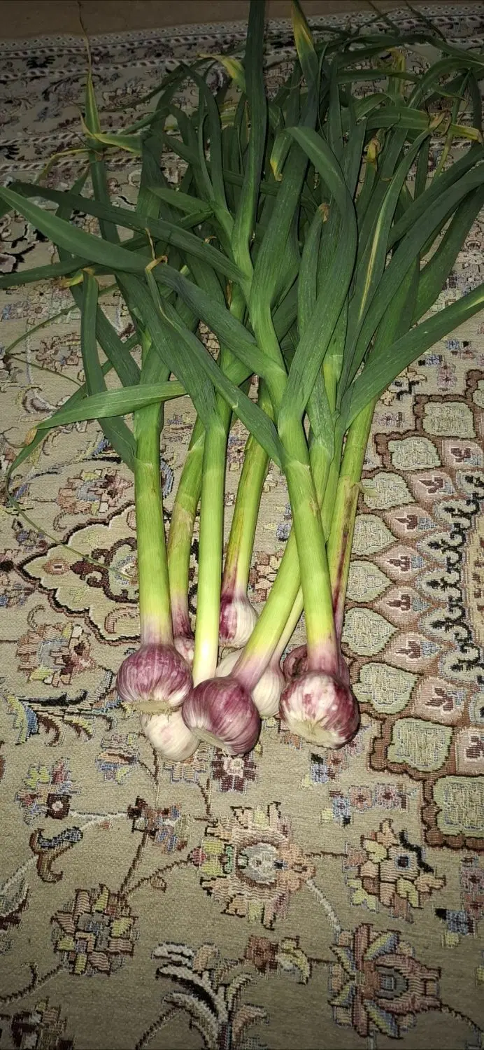 2 هکتار زمین در اجیرلو کشت سیر