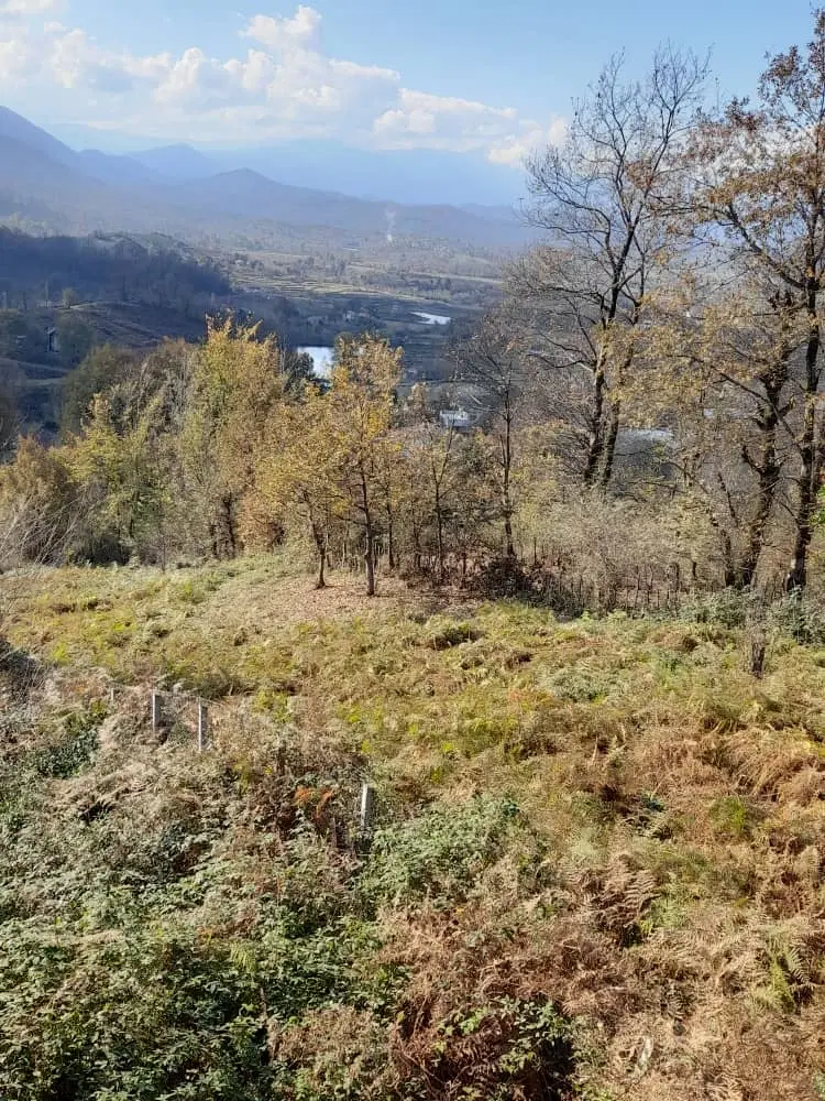 زمین