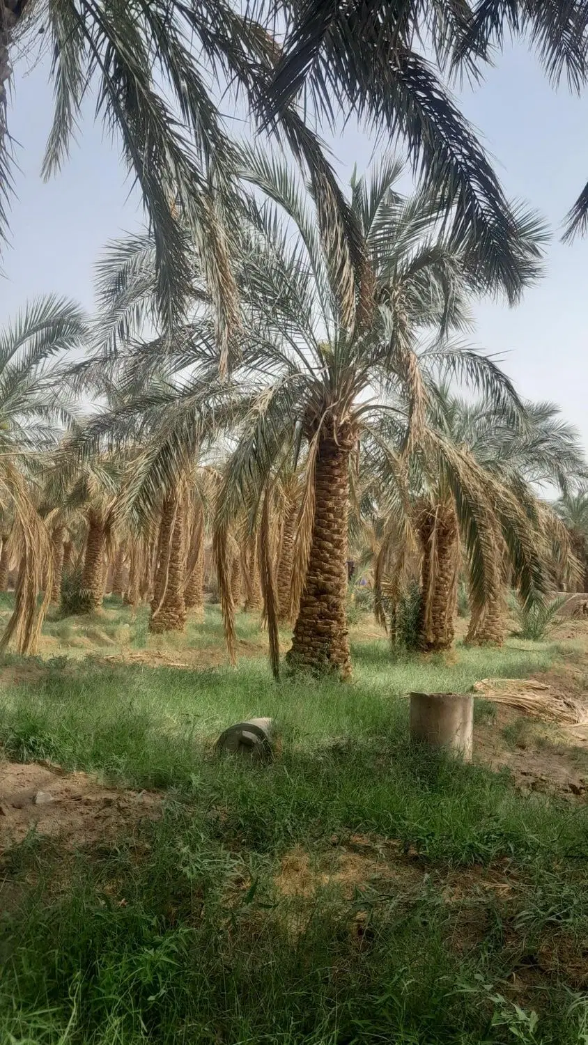 مغازه اجاره خرما بلوارکارگر