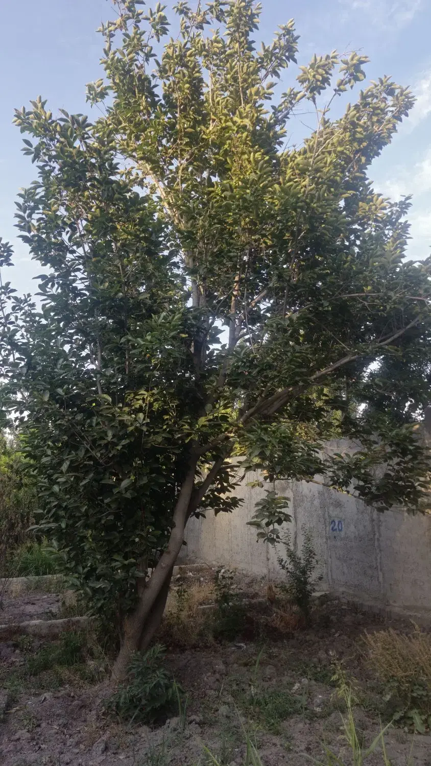 باغچه چهاردیوار ۵۰۰ متری کوچه بهارستان باباسلمان