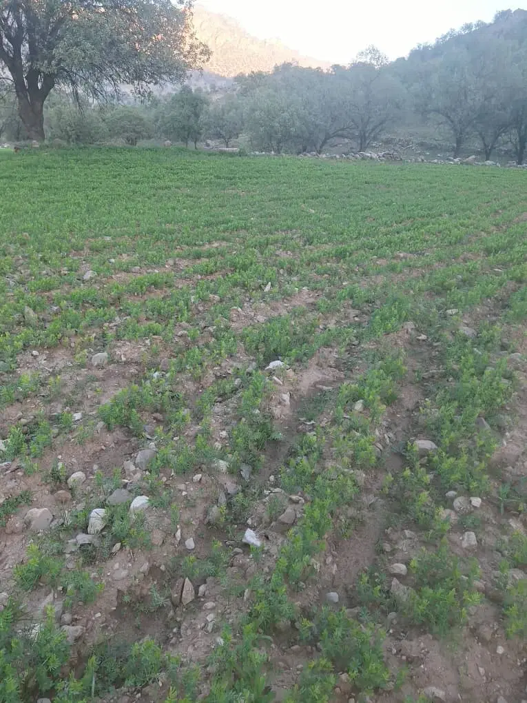 2000متر زمین روستای گنجه ای کهنه