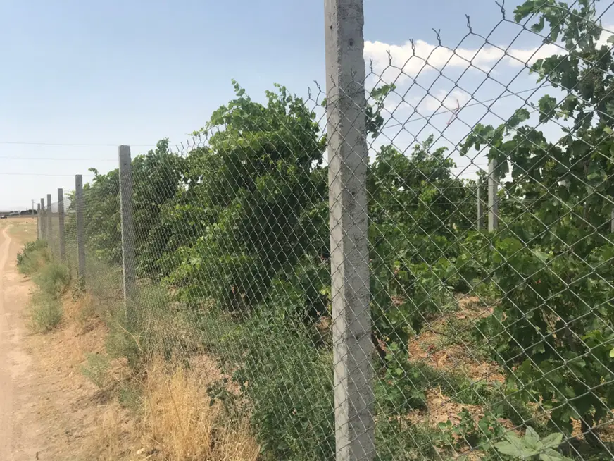 باغ انگور