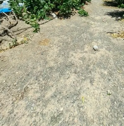 فروش زمین در شنداباد