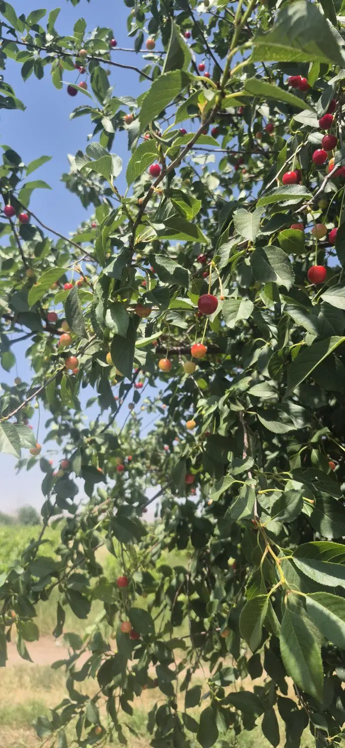 باغ میوه