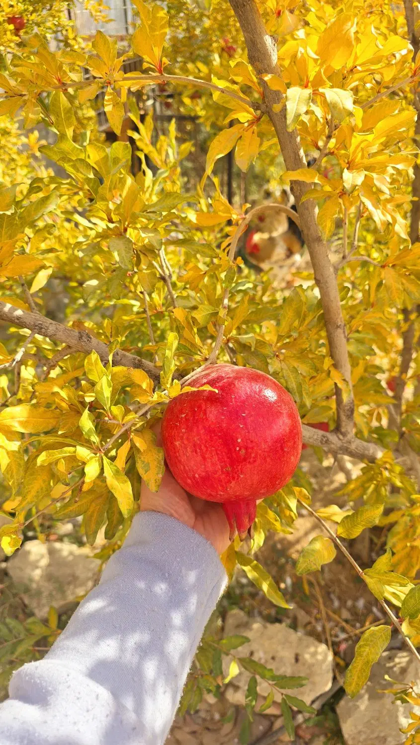 ویلا باغ ۲۰۰۰متری ساوه