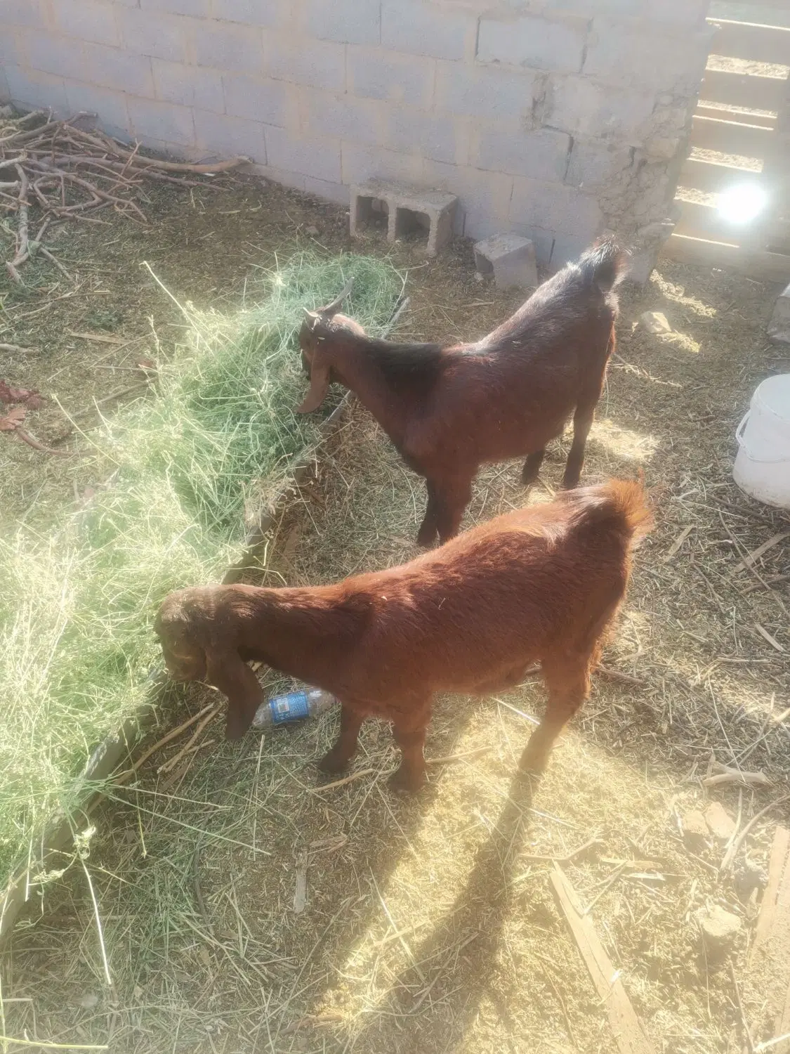 اجاره دامداری طویله آغل مرغداری سالن
