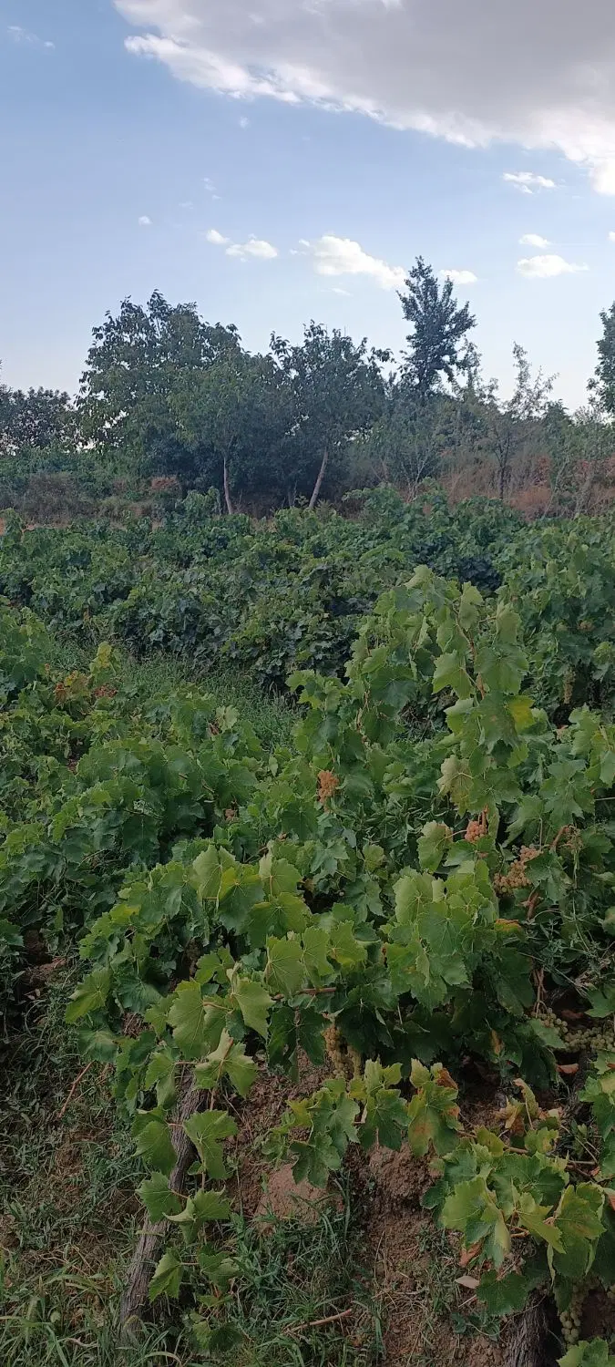 فروش باغ انگور12000متربا6ساعت اب