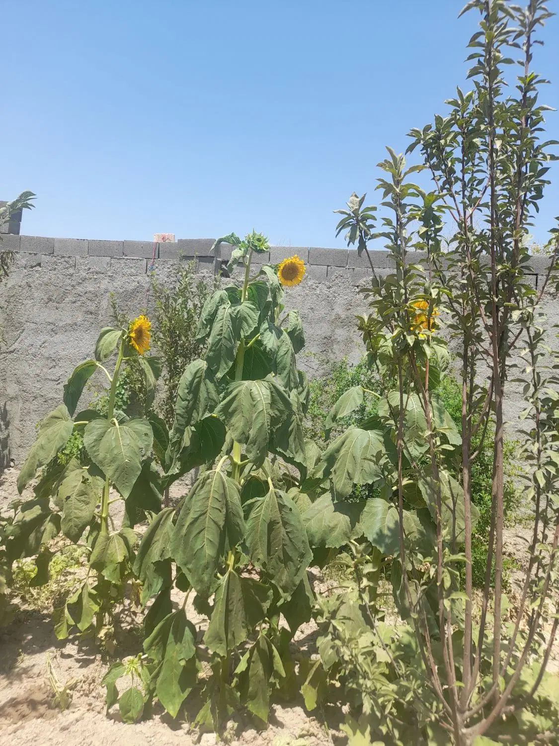 باغ به متراژ ۵۰۰ متر در ورامین