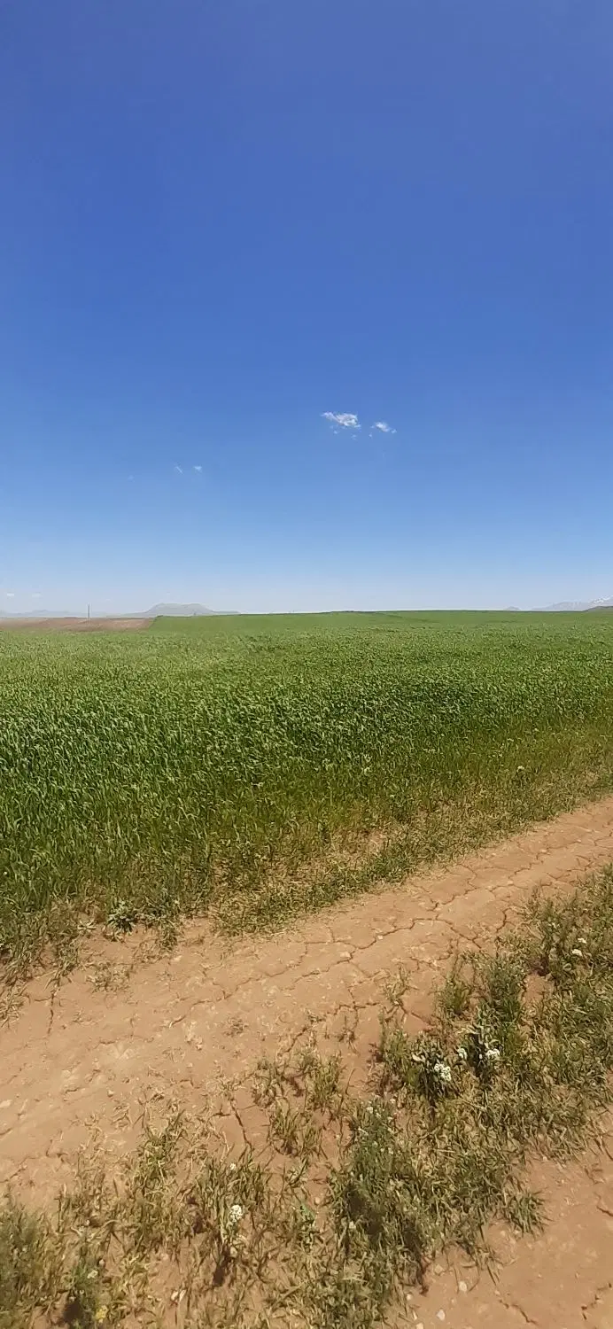 فروش زمین کشاورزی