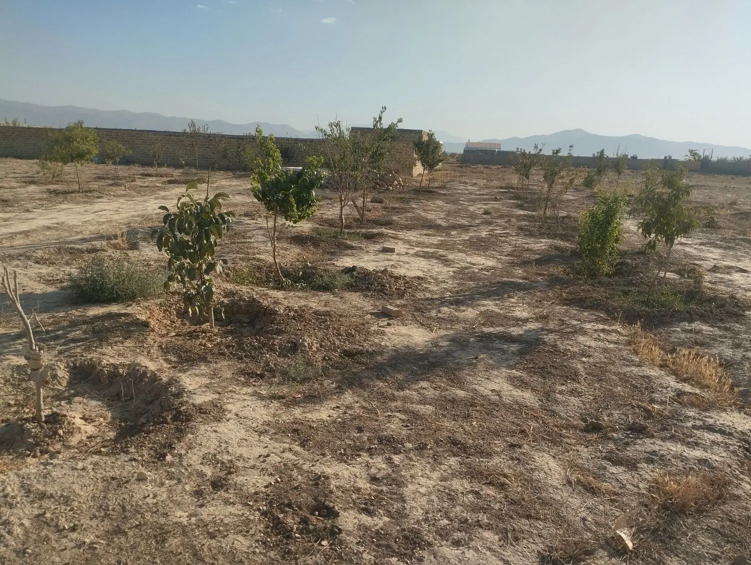 زمین باغی فروش یا معاوضه