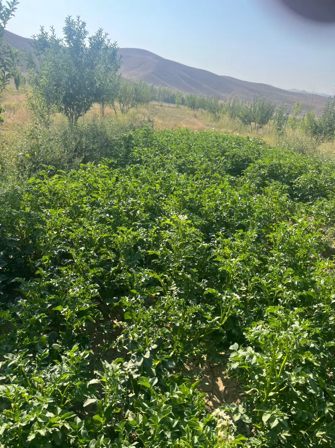 باغ میوه طارس