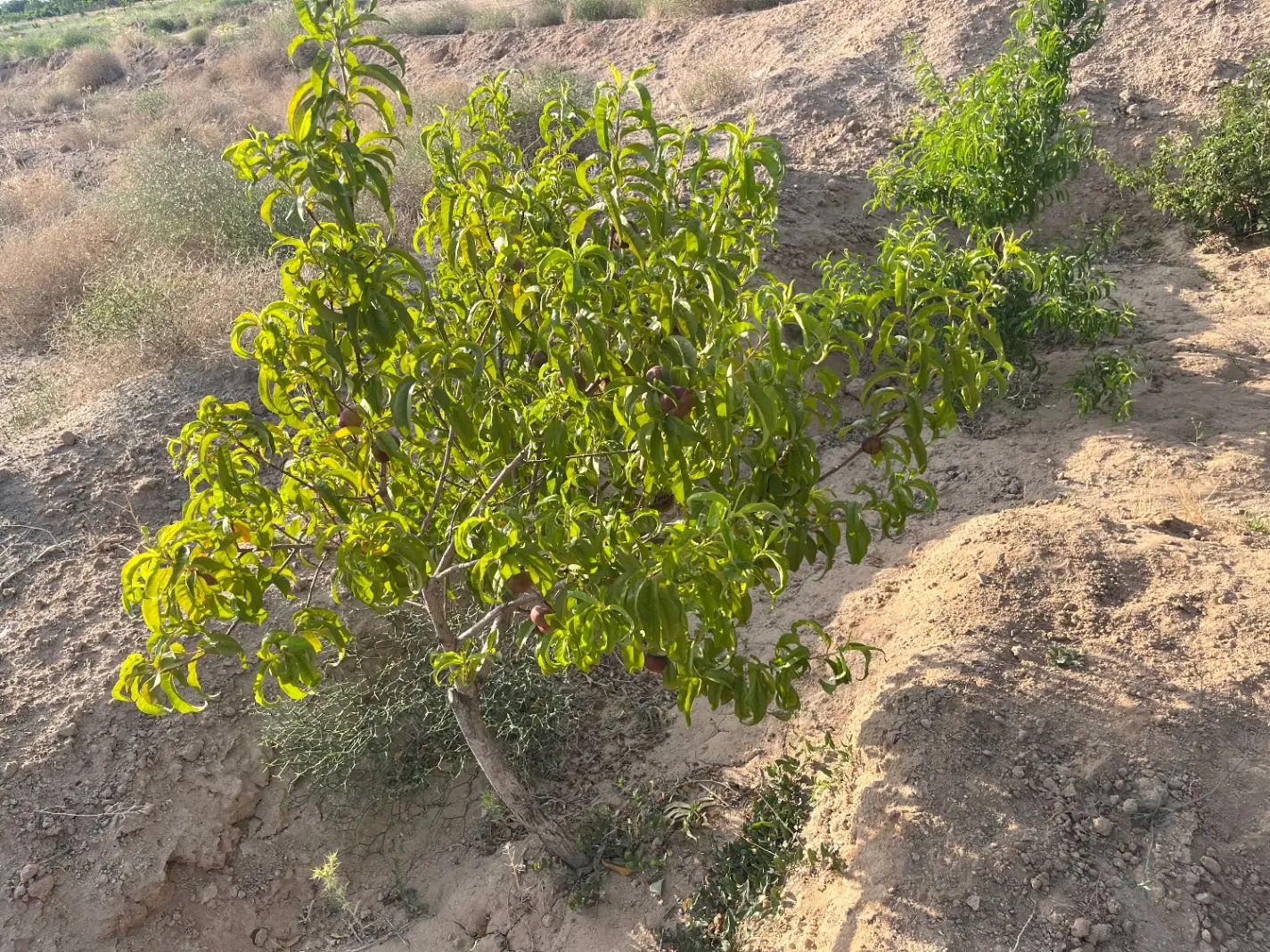 فروش زمین۳۰۰۰متری چاه فیروزآباد ارنان