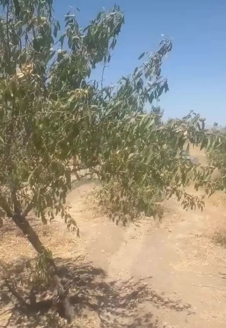 باغ ۷۰۰ متری