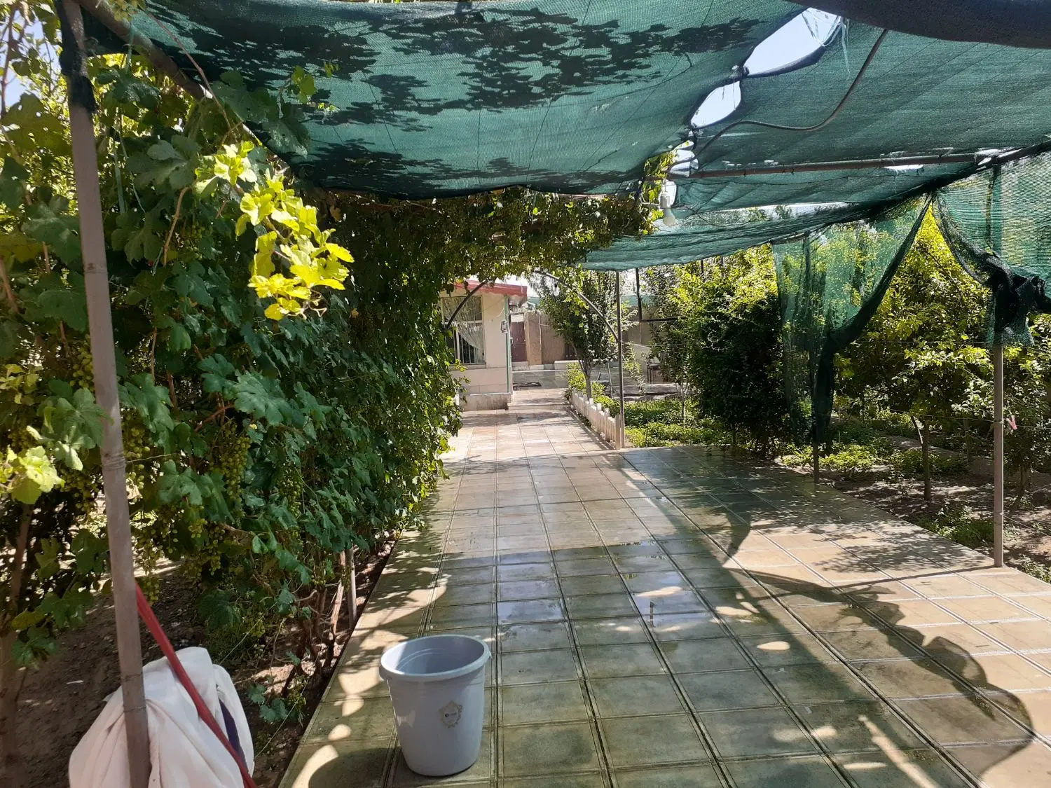 باق ویلای
