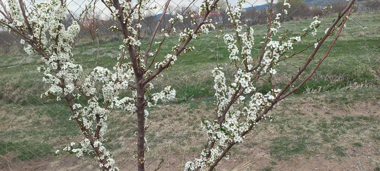 فروش باغ در شهر گردشگری هیر