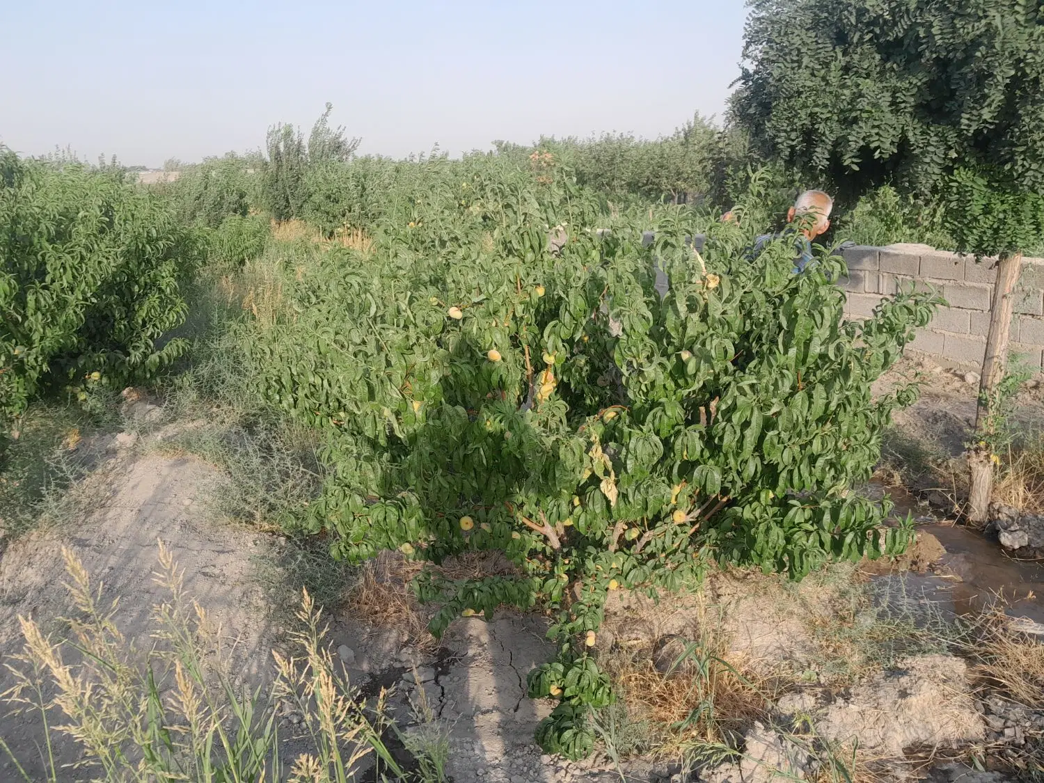 باغچه ۵۰۰ متری قبچاق ملارد