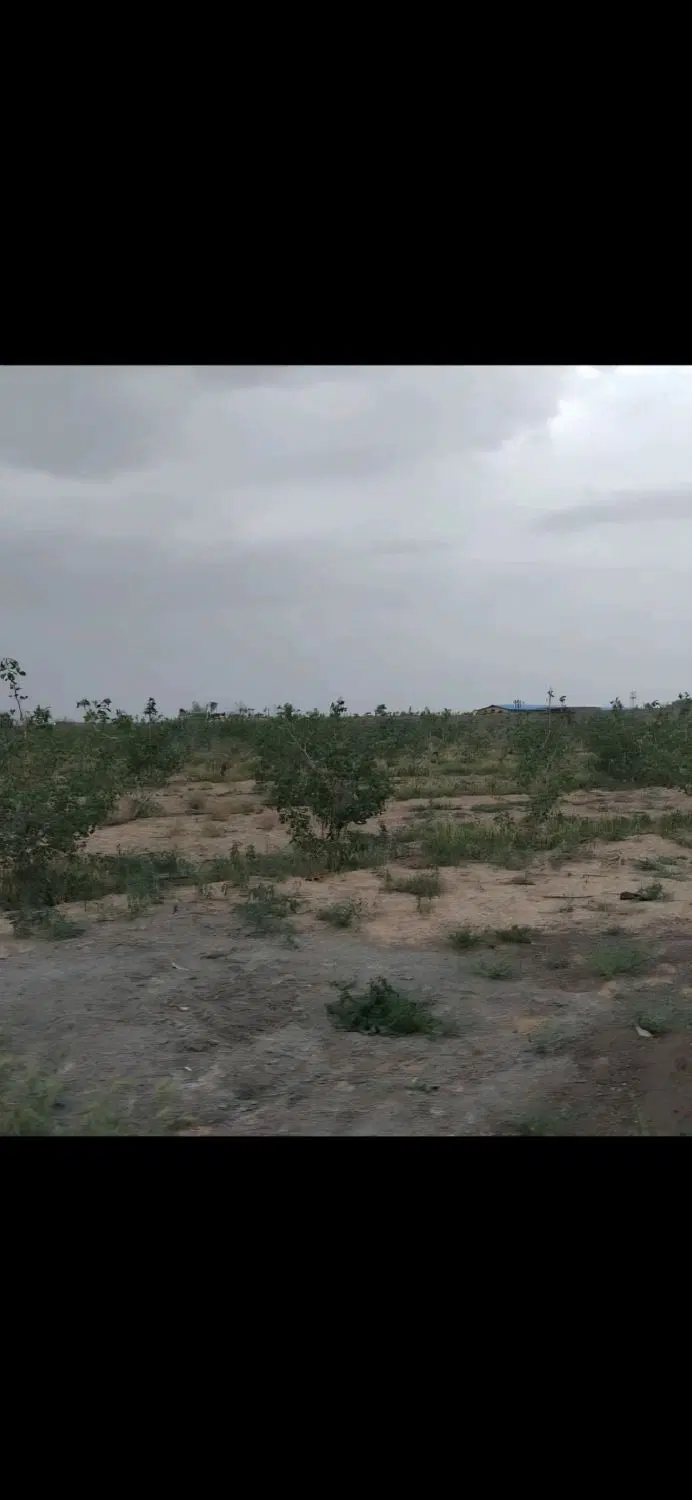 باغچه آماده سکونت