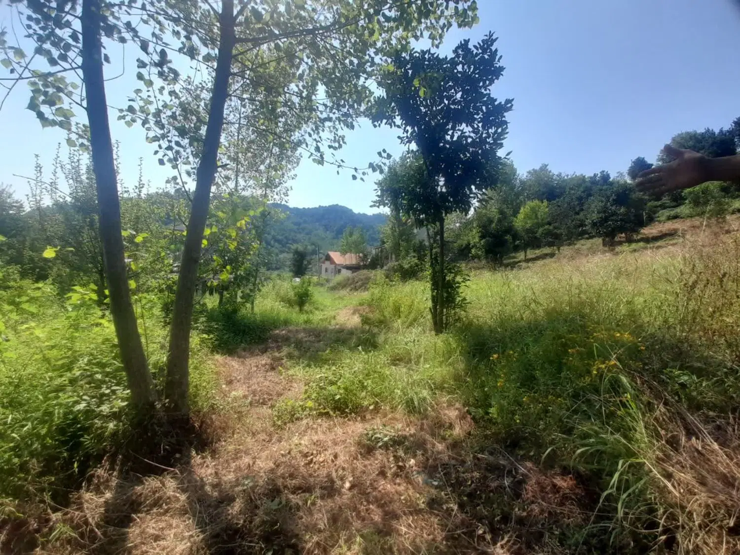 زمین مسکونی. کشاورزی مرکبات وغیره