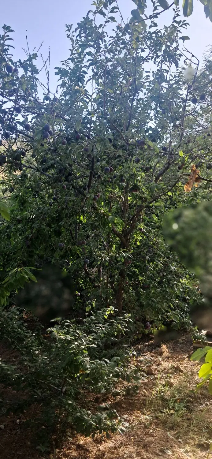 فروش باغ مثمر