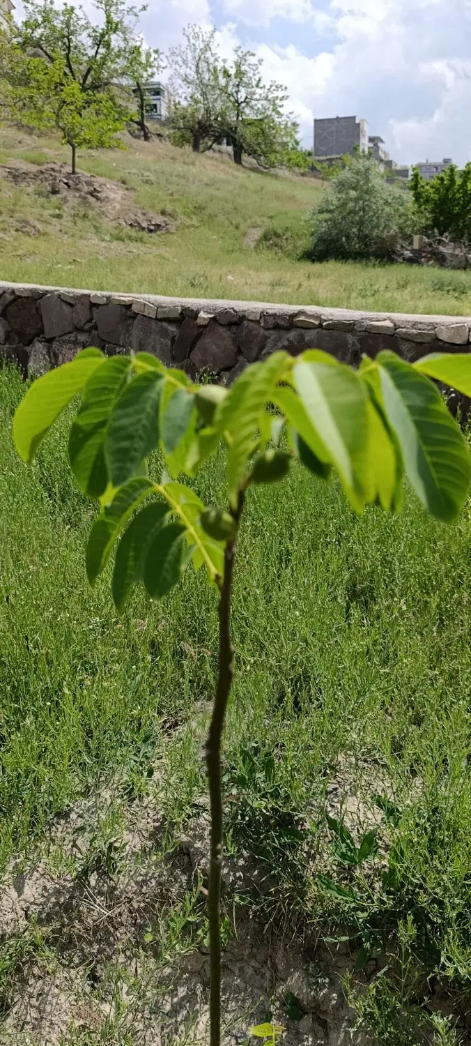 املاک