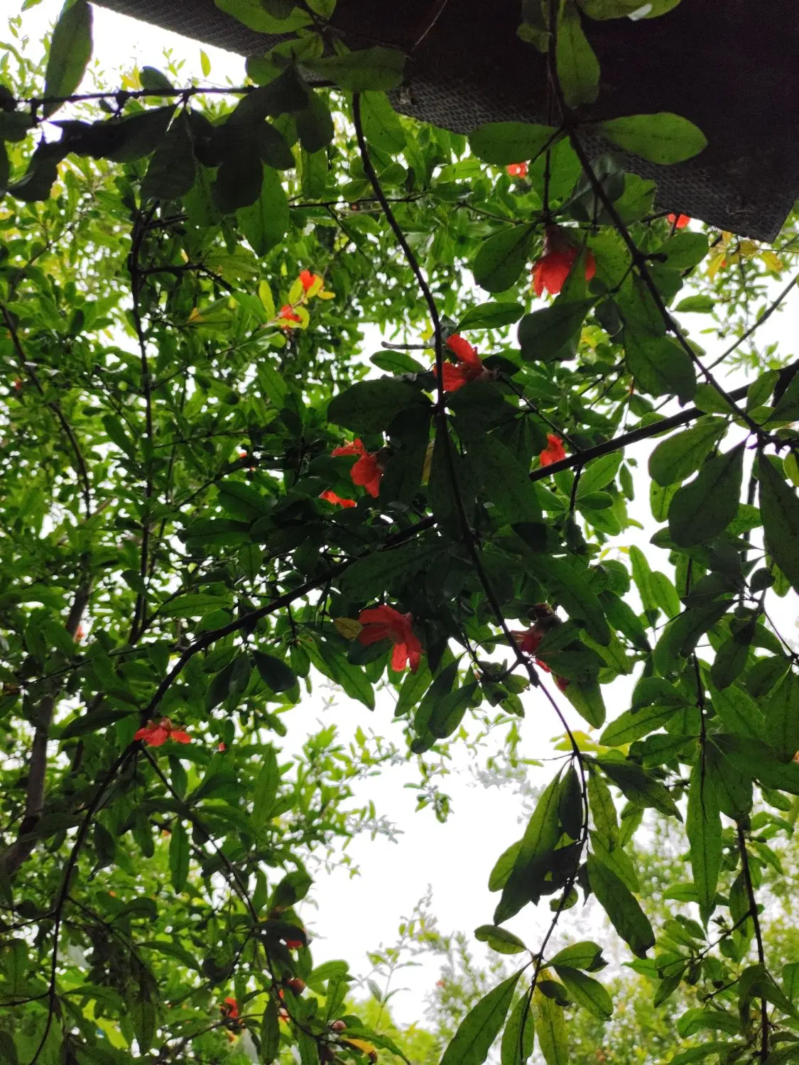 فروش صدمترزمین خانه سرای دو نبش درروستایسنگکتی