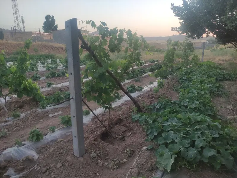 زمین برا کشاورزی و ساخت( روستای قلعلی)