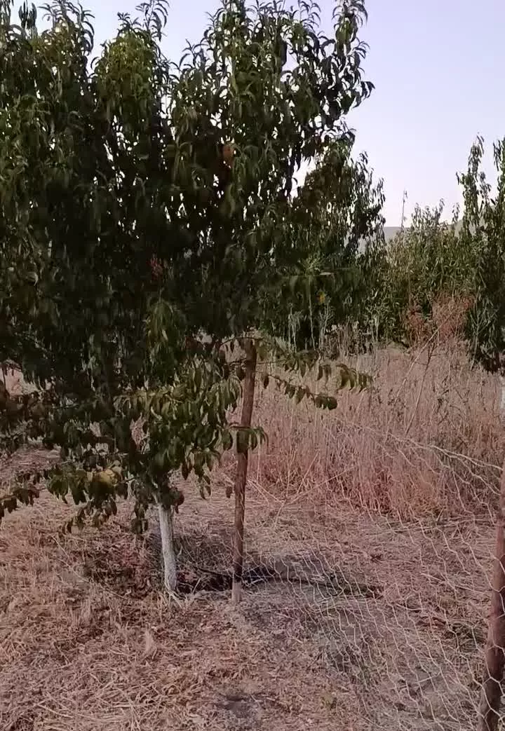 باغ ۱۰۰۰ متری جاده سنندج